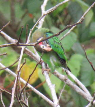 Image of Brown-hooded Parrot