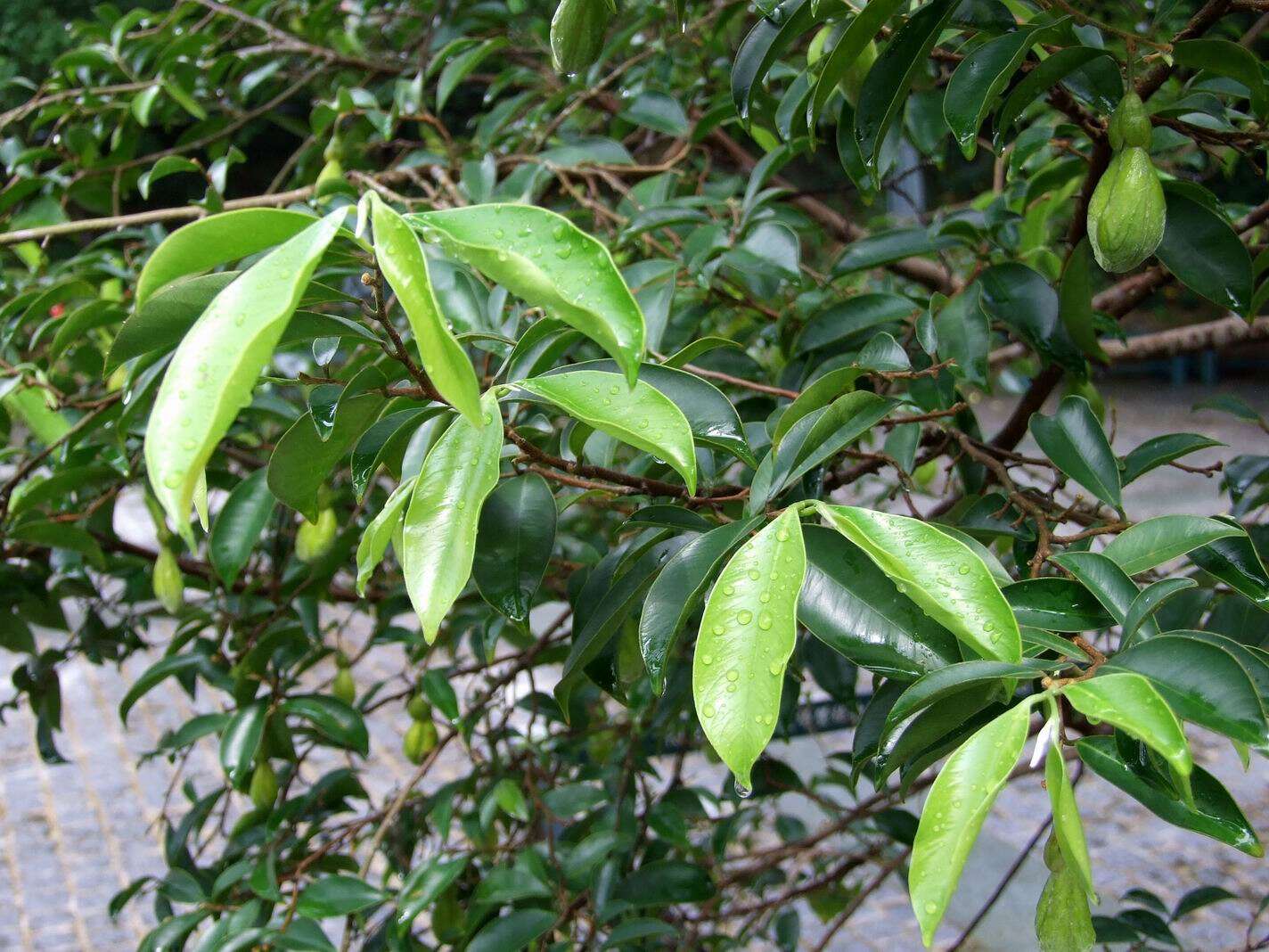 Image of Incense tree