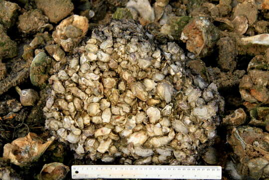 Image of Rock oyster