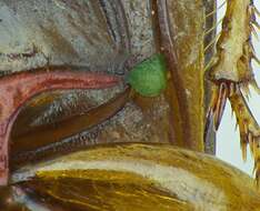 Image of Amara (Bradytus) fulva (O. F. Müller 1776)