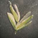 صورة Sphenopholis filiformis (Chapm.) Scribn.