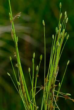 Image of Isolepis pusilla Kunth