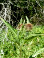 Image of Centaurea phrygia subsp. pseudophrygia (C. A. Mey.) Gugl.