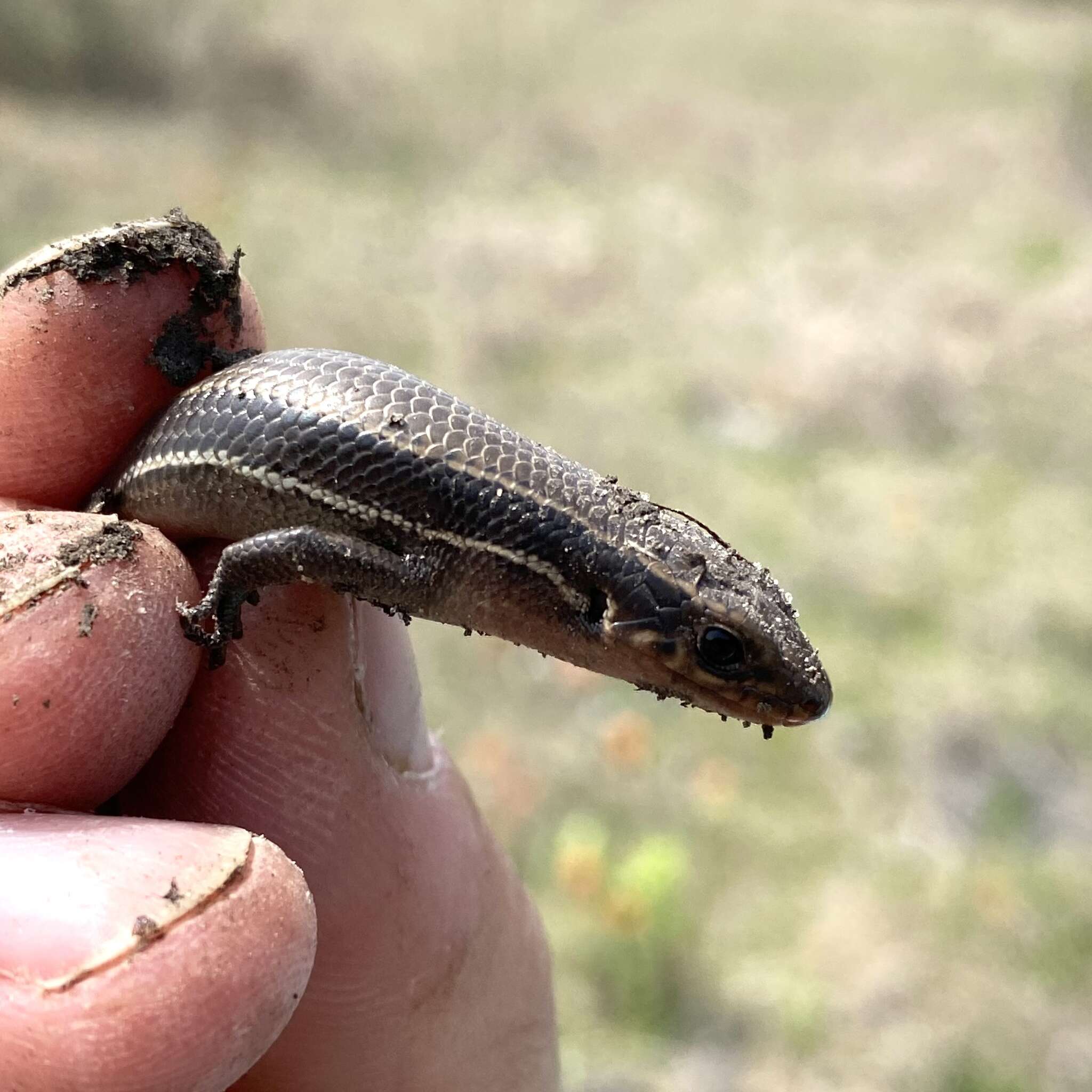 Image of Coal Skink