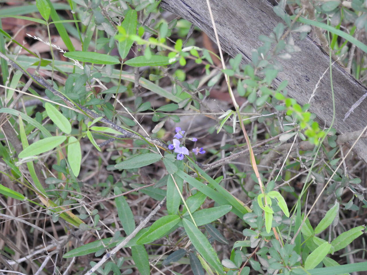 Glycine clandestina Wendl. resmi