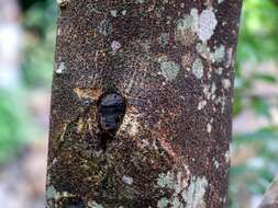 Image of Incense tree