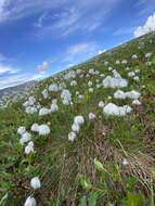 Image of Eriophorum vaginatum var. vaginatum