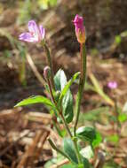 Image of Great Willowherb