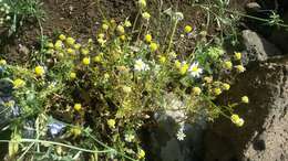 Image of Anthemis pseudocotula Boiss.