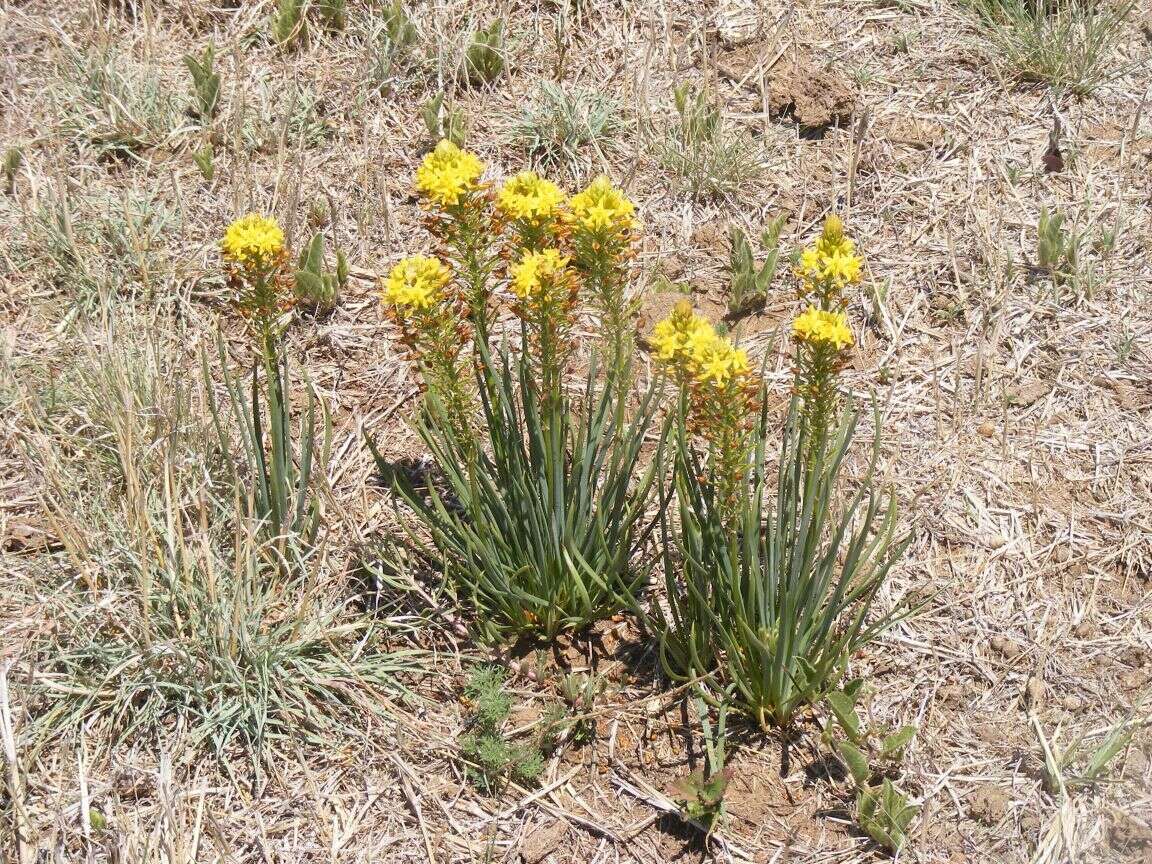 صورة Bulbine abyssinica A. Rich.