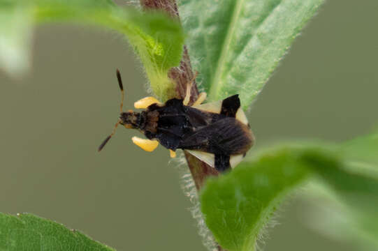 Image of Pennsylvania Ambush Bug