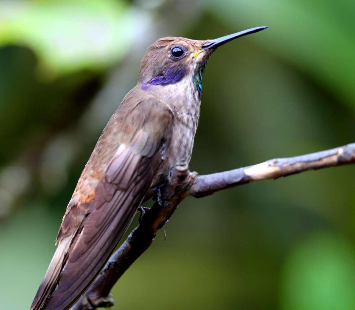 Colibri delphinae (Lesson & R 1839) resmi