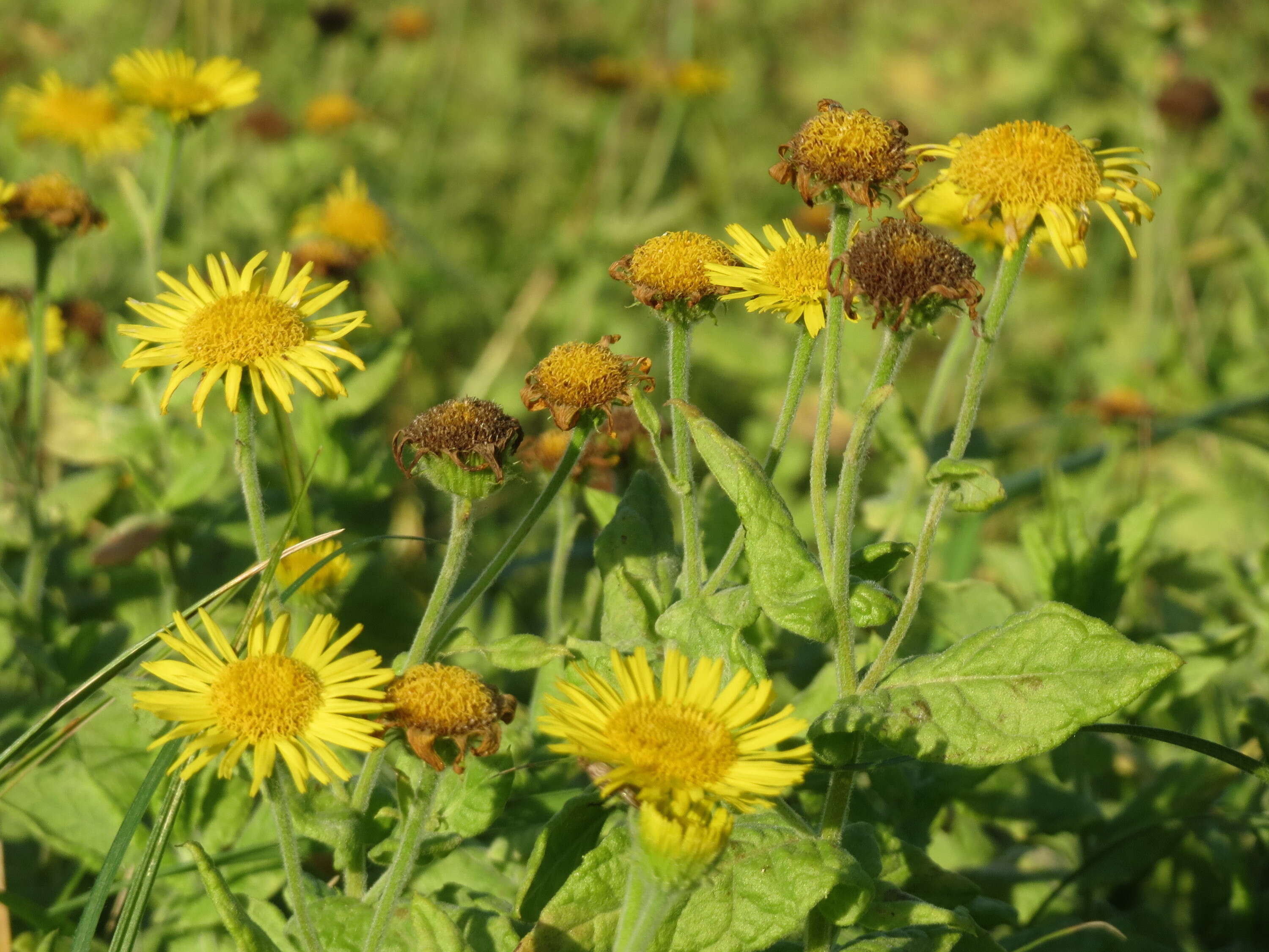 Image of common fleabane