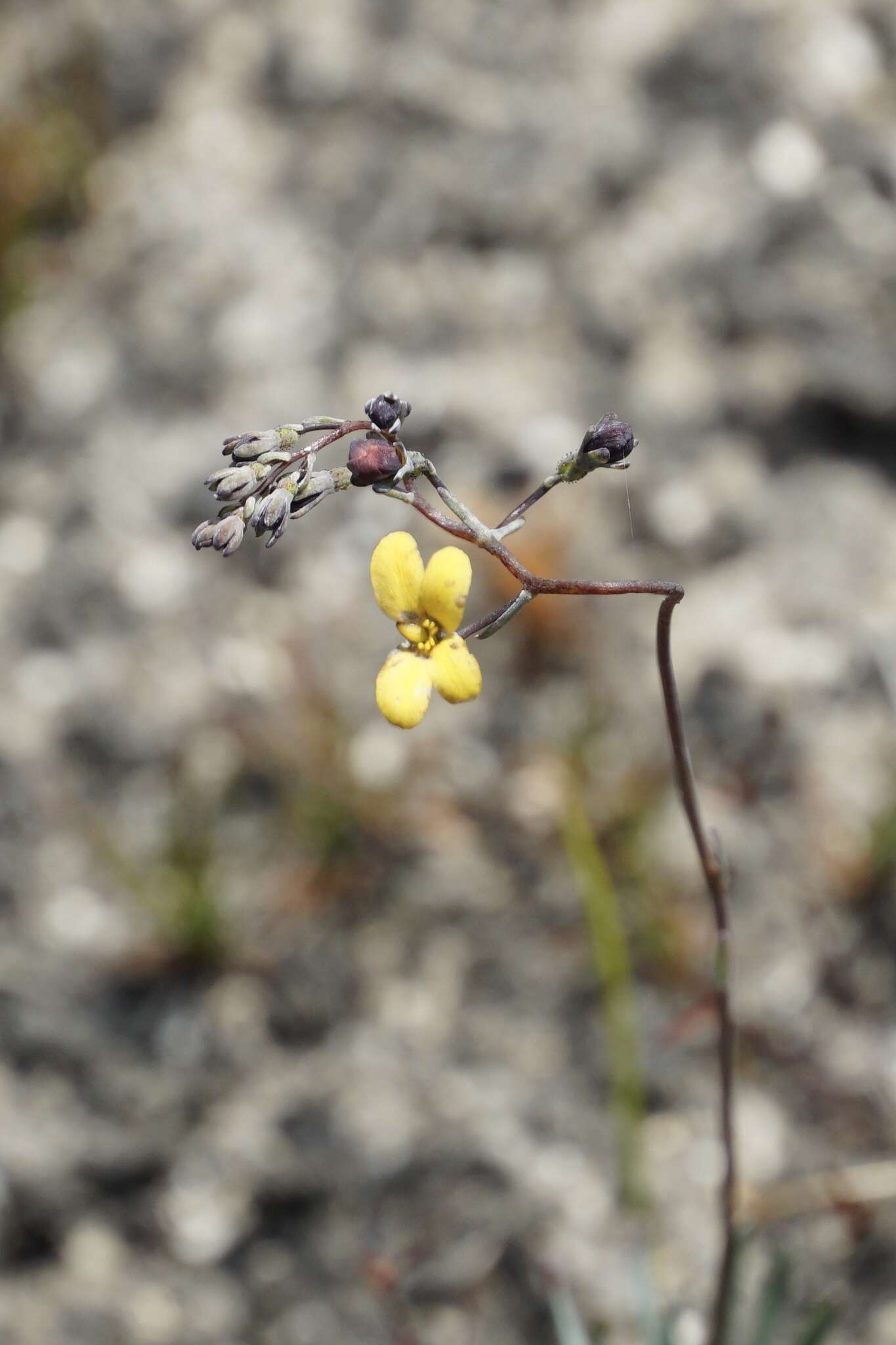 Image of Stylidium luteum R. Br.