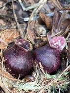 Image of North Fork heartleaf