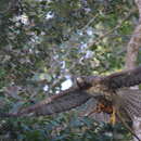 Image de Buteo jamaicensis fumosus Nelson 1898