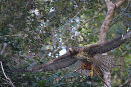 Imagem de Buteo jamaicensis fumosus Nelson 1898