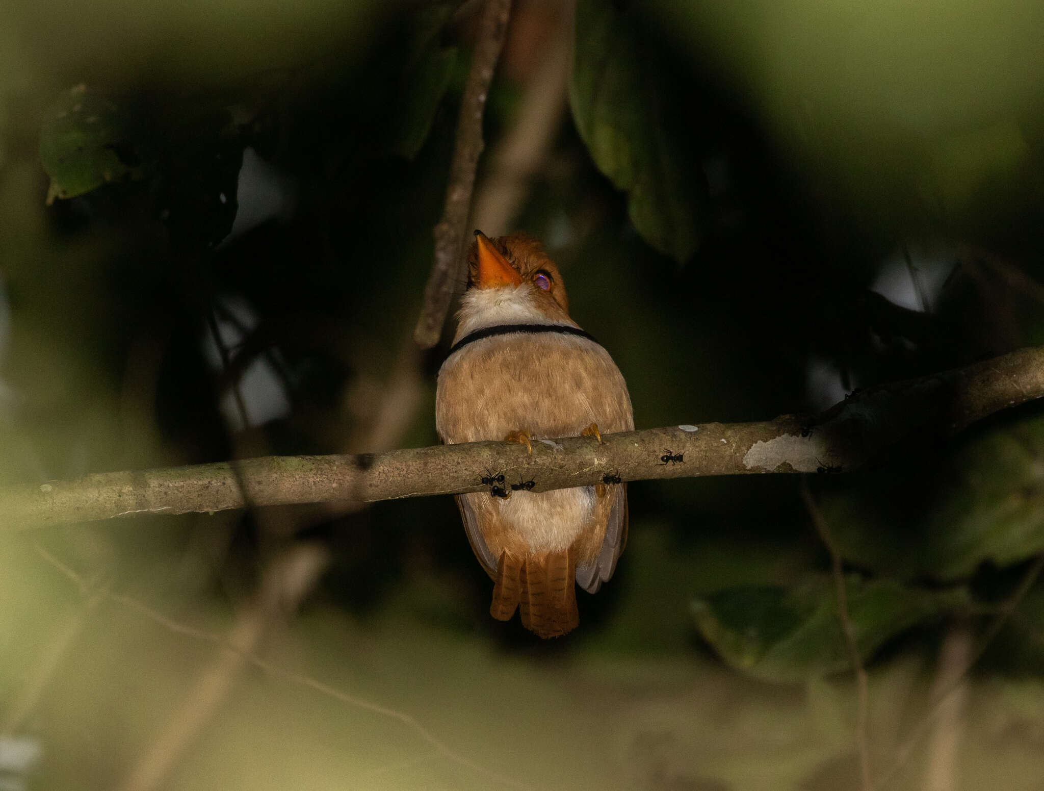 Image of Collared Puffbird