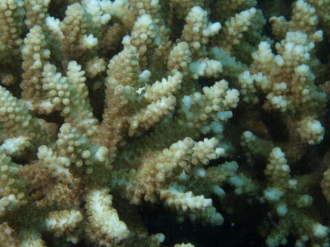 Sivun Acropora nasuta (Dana 1846) kuva