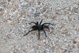 Image of Aphonopelma madera Hamilton, Hendrixson & Bond 2016