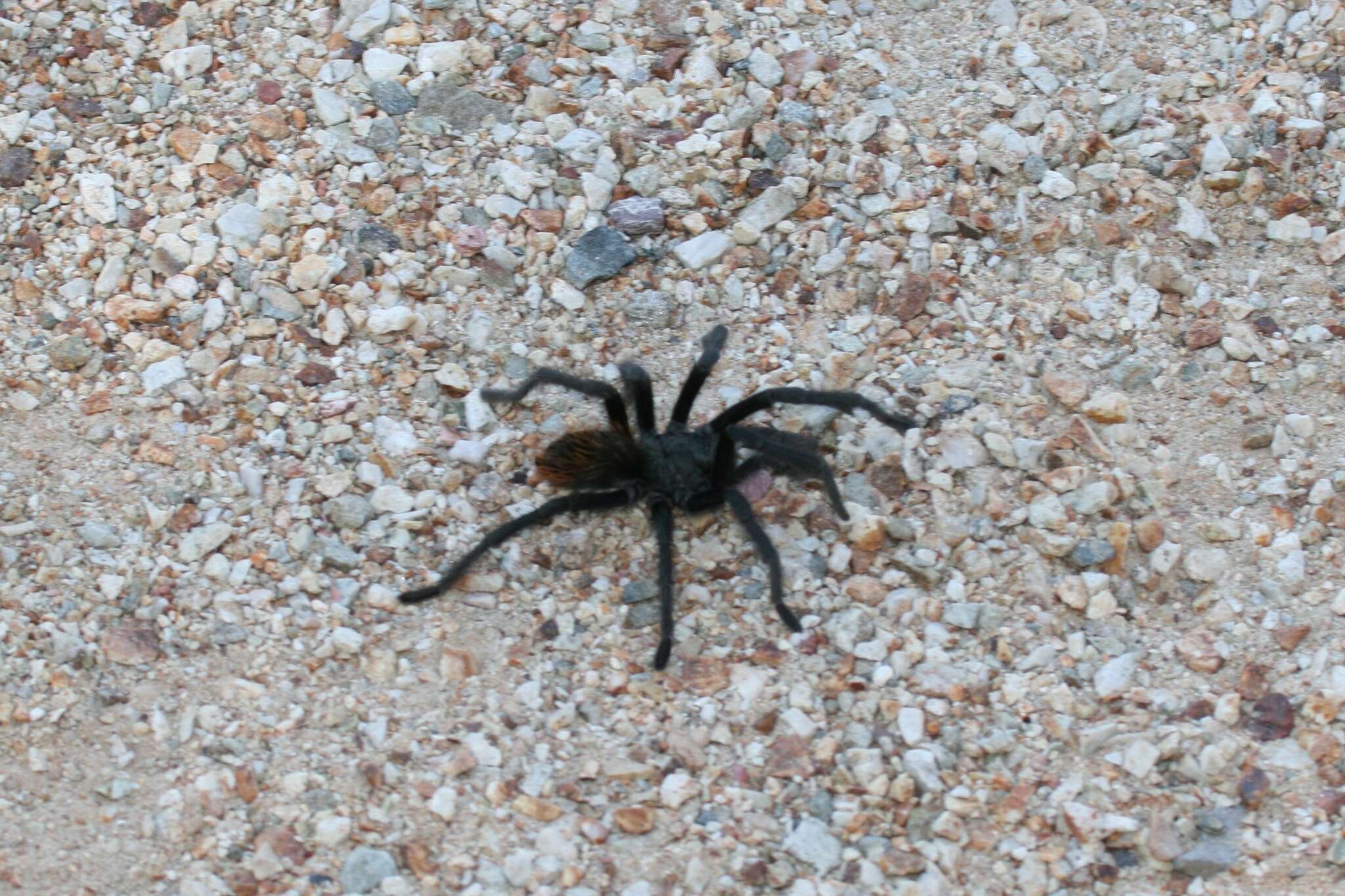 Image of Aphonopelma madera Hamilton, Hendrixson & Bond 2016