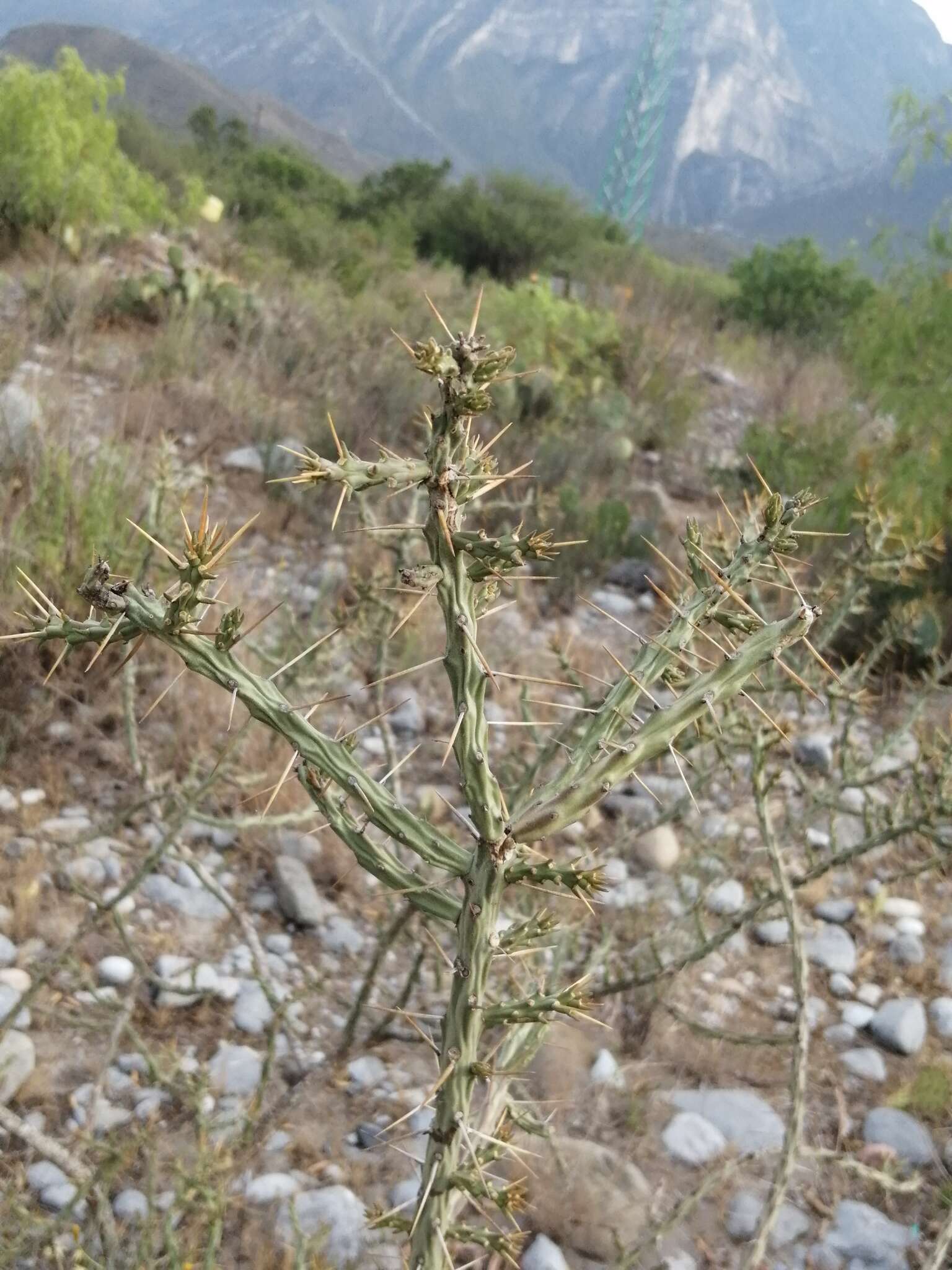 Image de Cylindropuntia kleiniae (DC.) F. M. Knuth