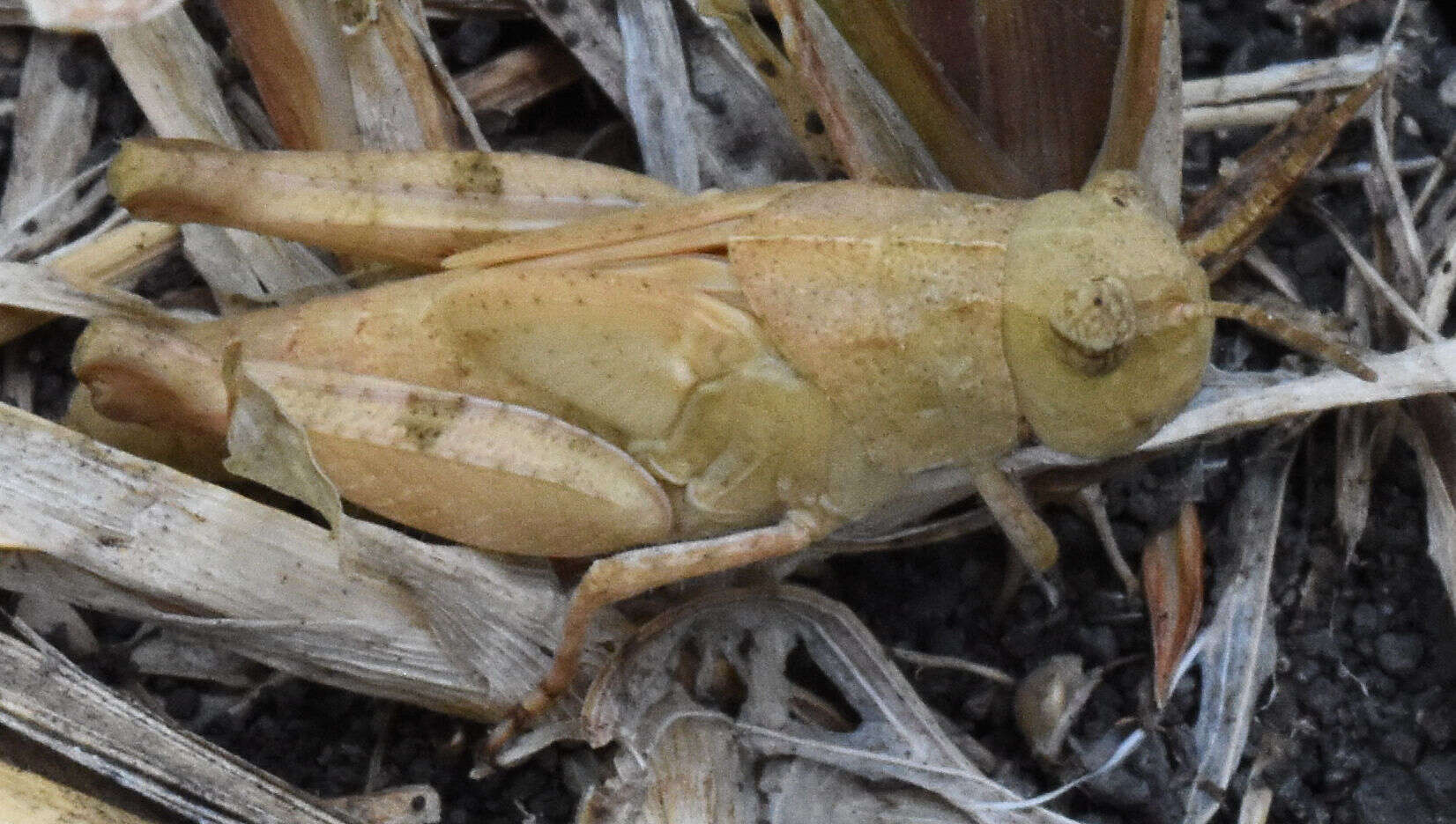 Image of Nebulatettix subgracilis (Caudell 1903)