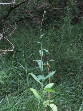 Слика од Lactuca quercina L.