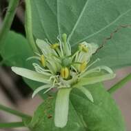 Image of Passiflora henryi Hemsl.