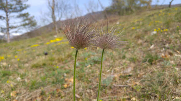 Image of Pulsatilla montana (Hoppe) Rchb.