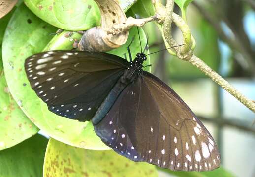 Euploea phaenareta Schaller 1785的圖片