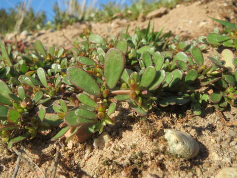 Image of common purslane