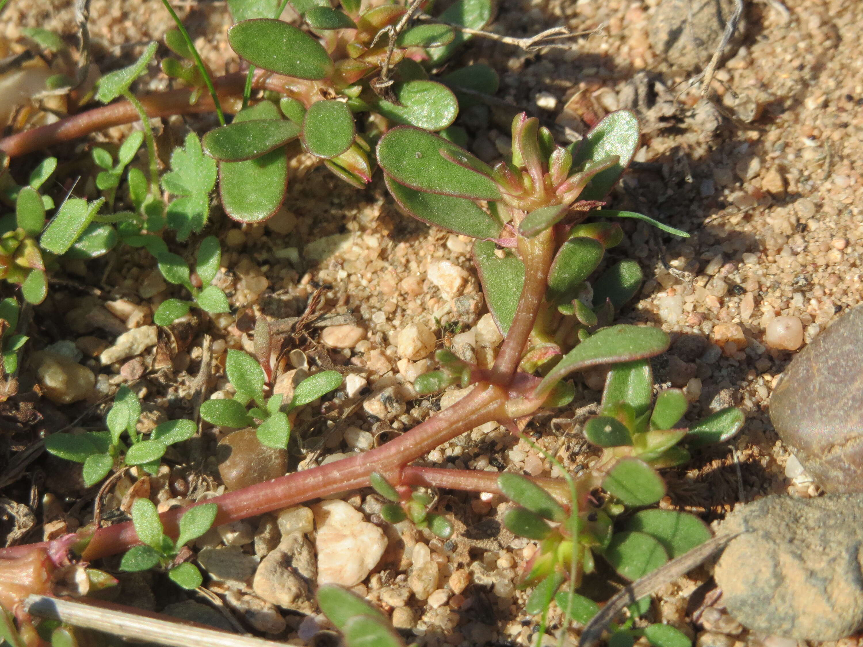 Image of common purslane