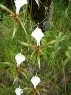 Image de Plectrelminthus caudatus (Lindl.) Summerh.