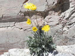 Image of nakedstem sunray