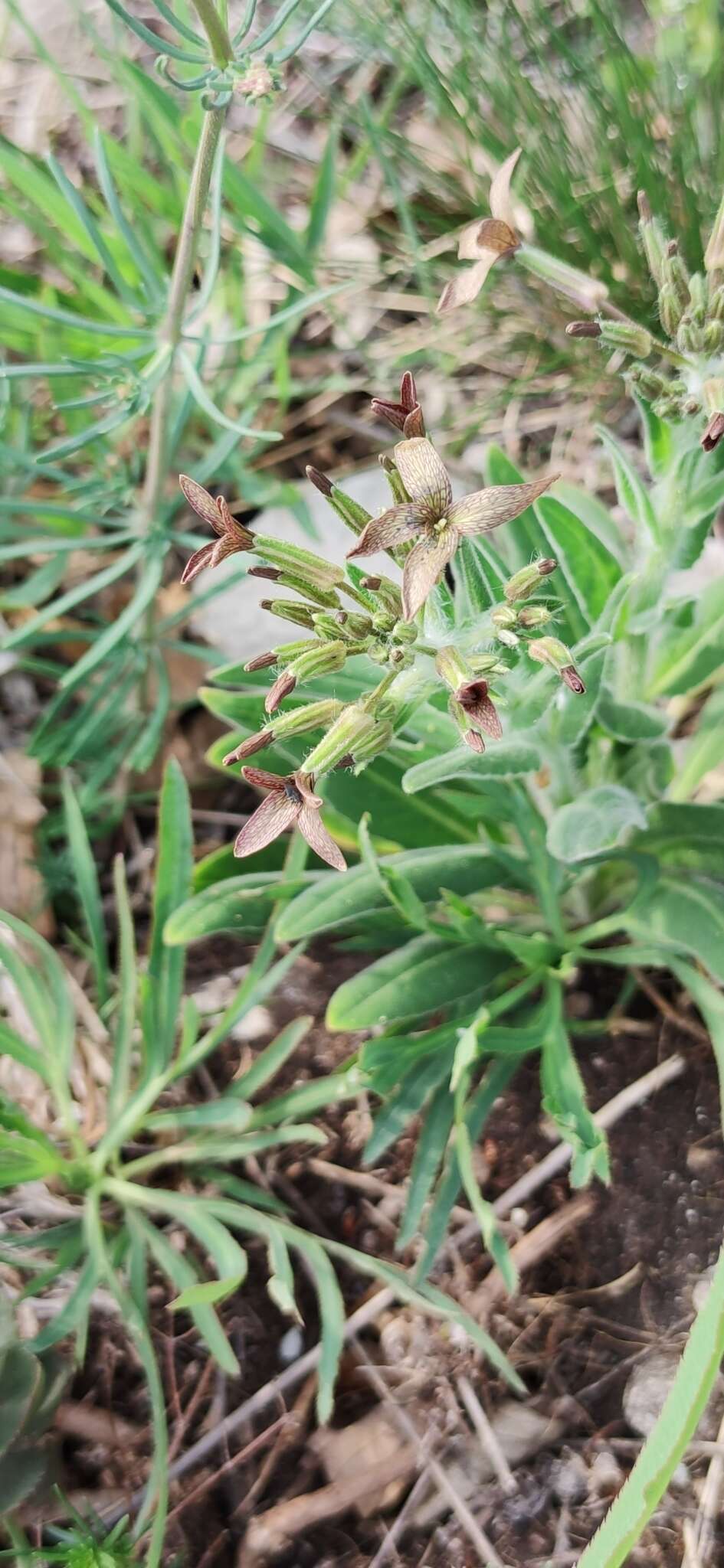 Слика од Hesperis tristis L.