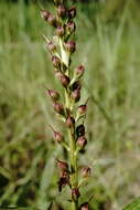 Image of Lysimachia dubia Solander