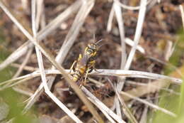 Image of Dinetinae W. Fox 1895