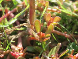 Image of common purslane