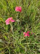 Image of crisped mock vervain