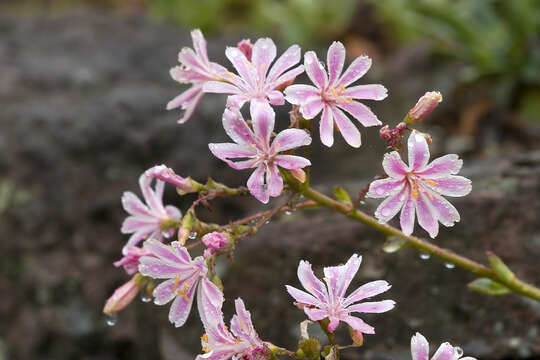 Image of Siskiyou lewisia