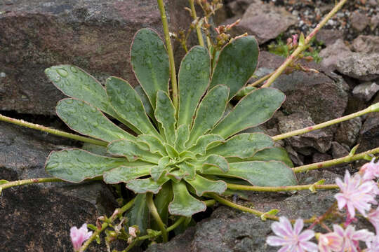 Image of Siskiyou lewisia