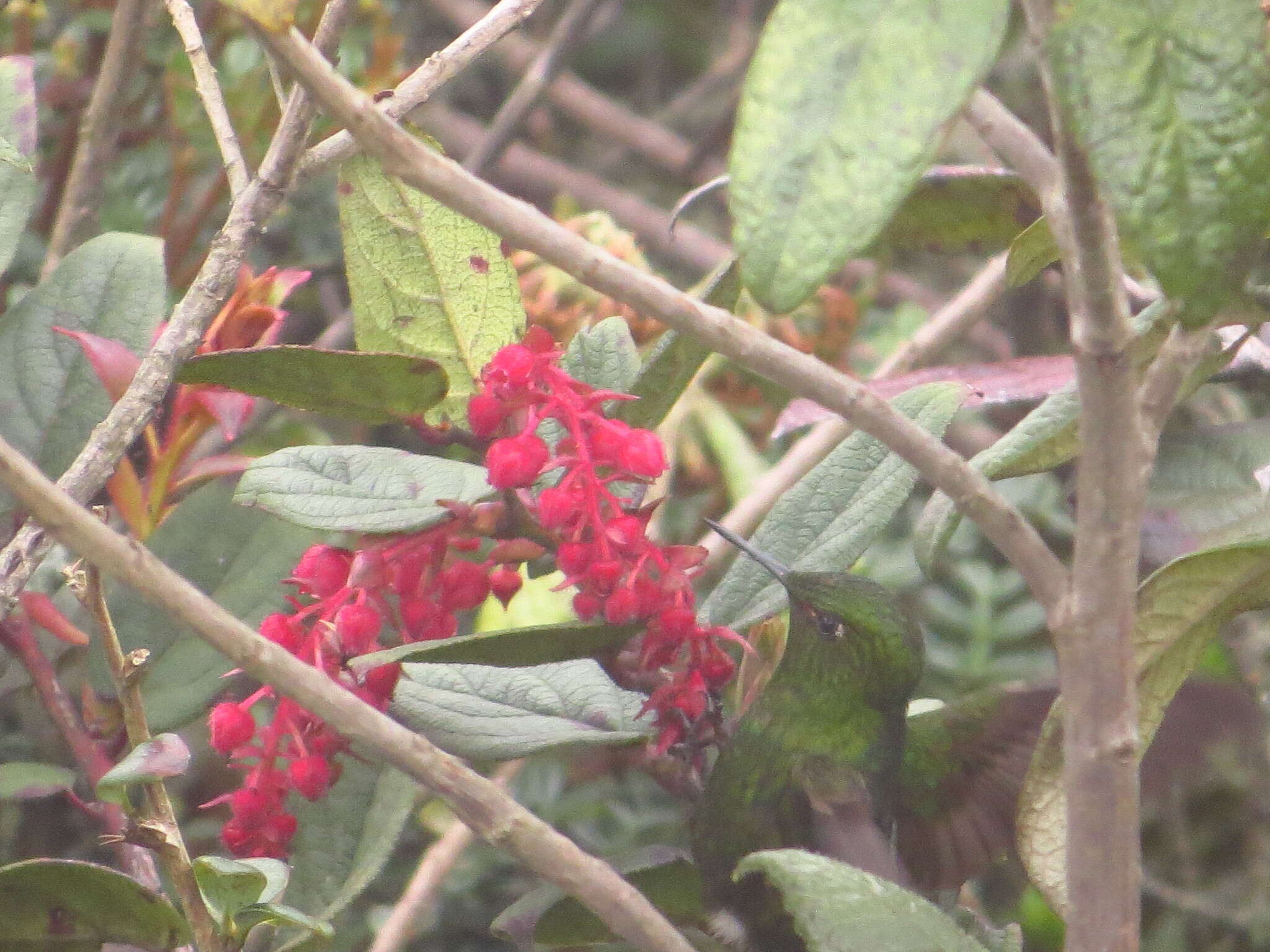 Image of Viridian Metaltail