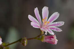 Image of Siskiyou lewisia