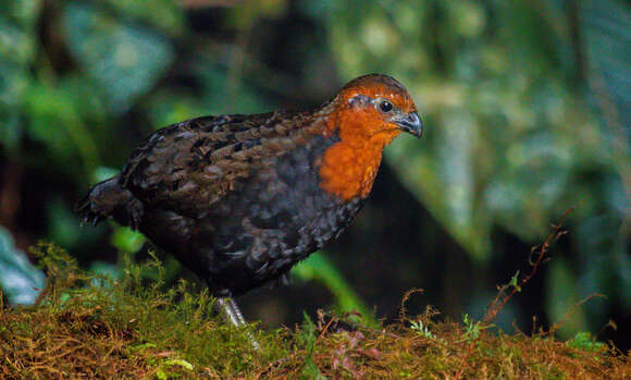 Image of Chestnut Wood Quail