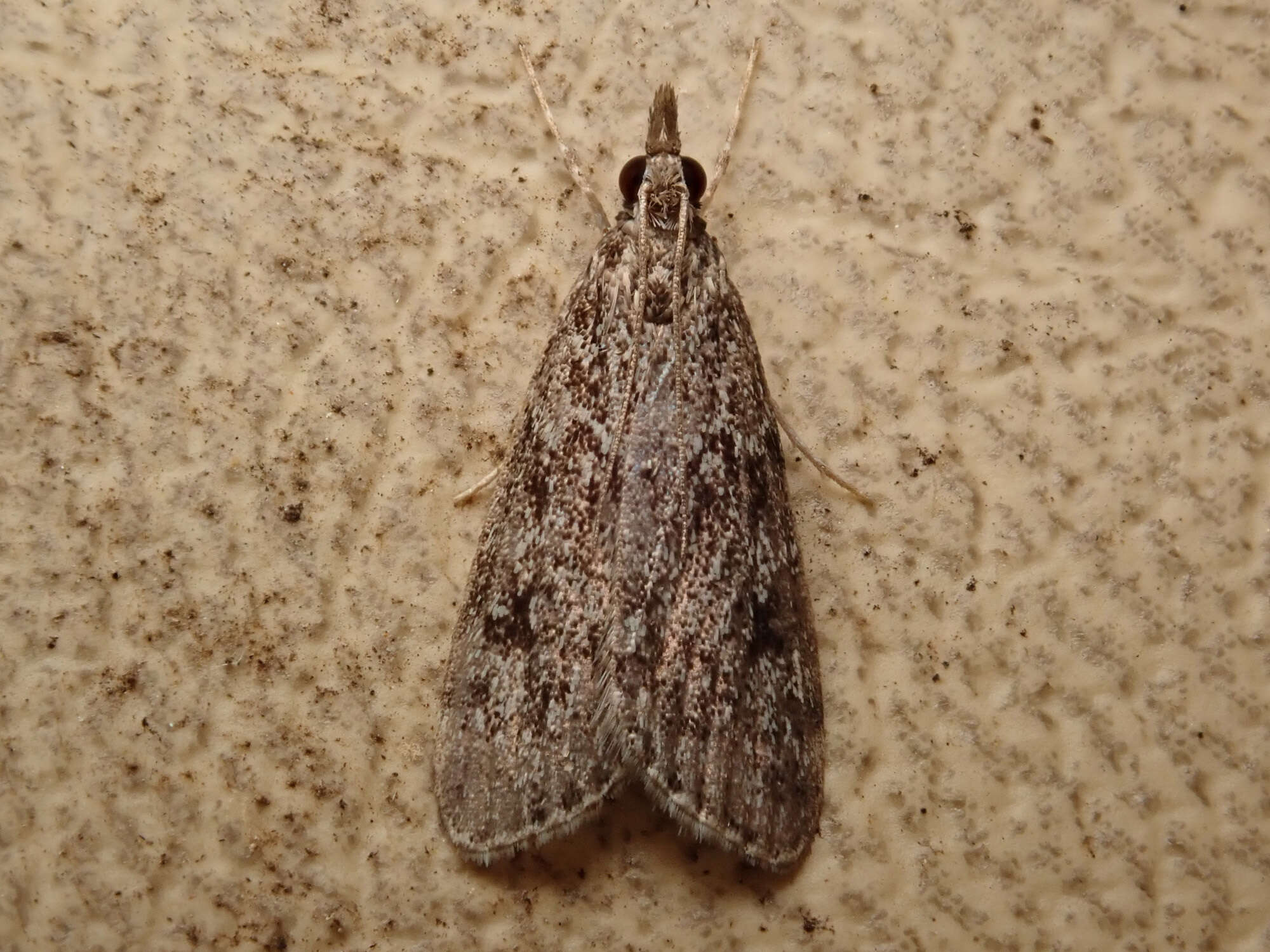 Eudonia truncicolella Stainton 1849的圖片