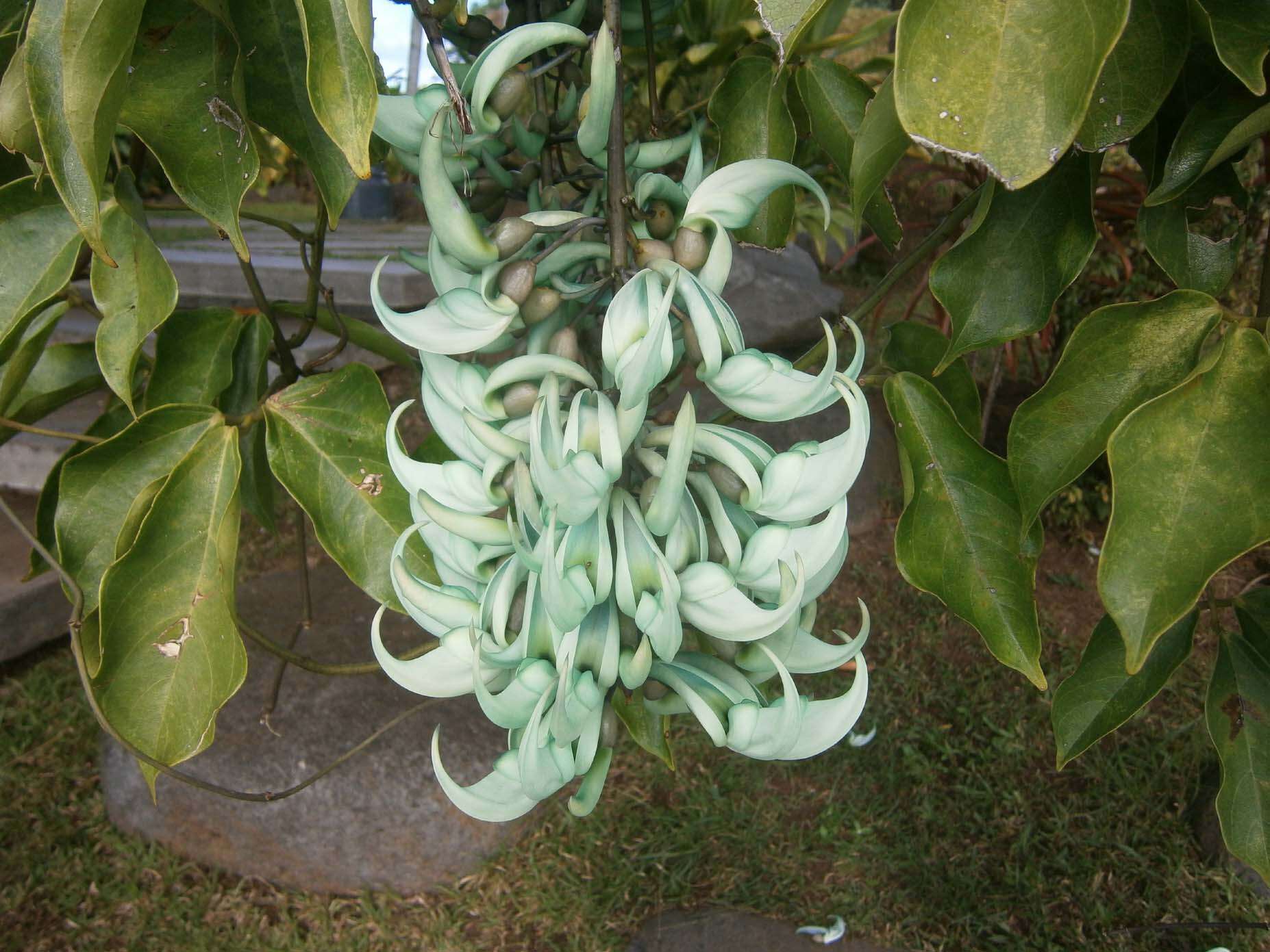 Image of Jade Vine