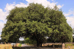 Sivun Quercus fusiformis Small kuva