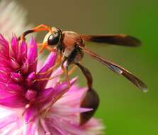 Image of Potter wasp