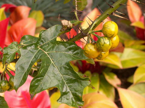 Слика од Solanum atropurpureum Schrank